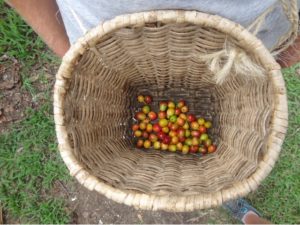 Don’t drink the coffee in Colombia